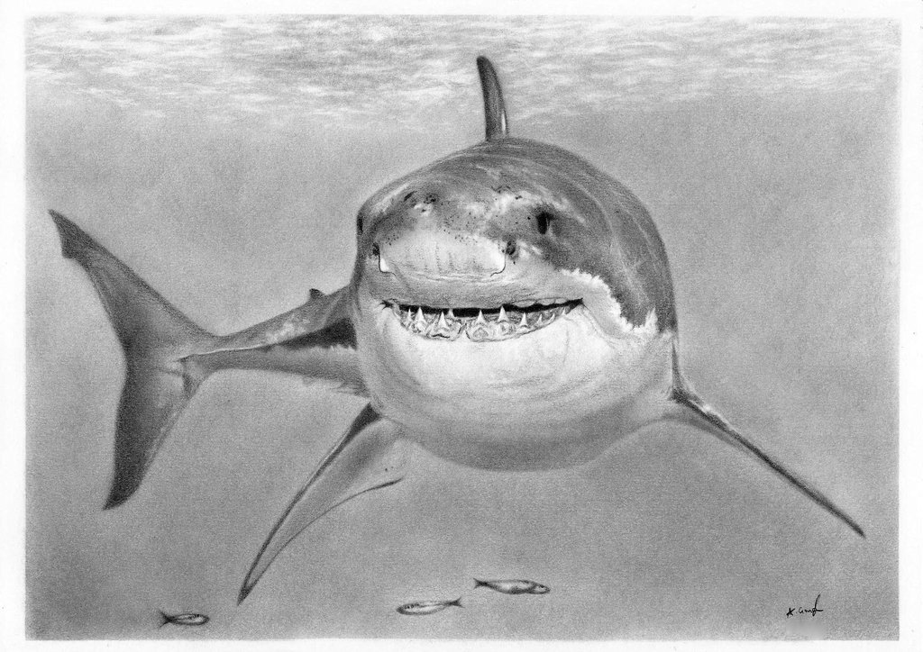 Great White Drawing at Explore collection of Great