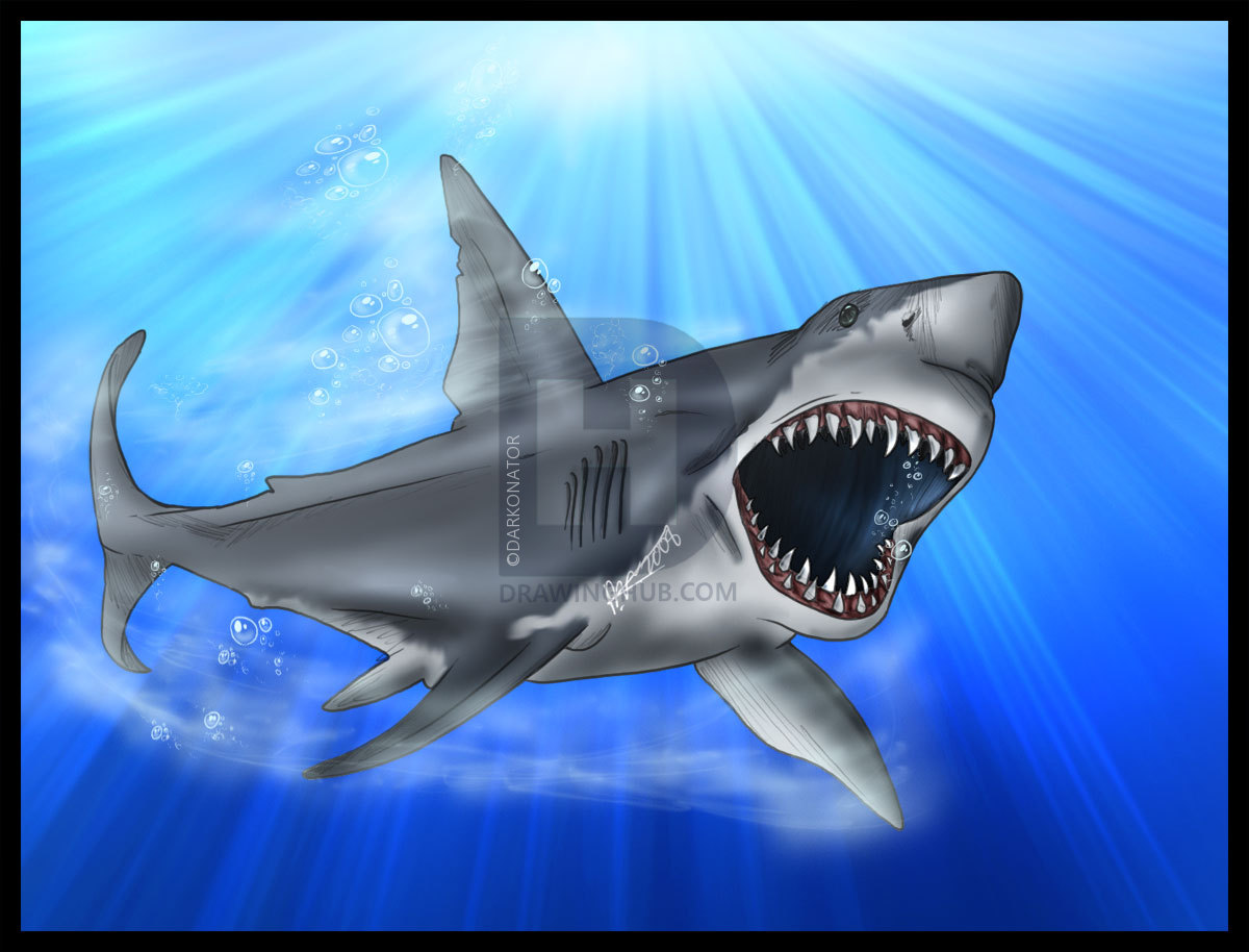1200x914 How To Draw A Great White Shark, Step - Great White Drawing