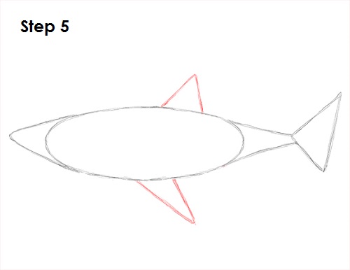 500x386 How To Draw A Shark - Great White Drawing