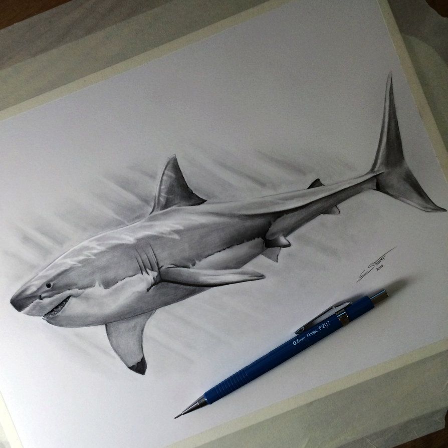 894x894 My Drawing Of A Great White Shark! Time Lapse Video - Great White Drawing
