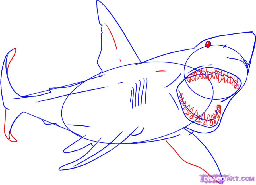 900x652 Draw A Great White Shark, Step - Great White Drawing