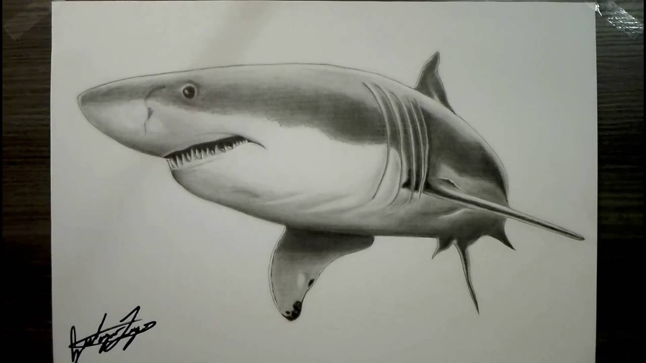 1280x720 Realistic Drawing - Great White Drawing
