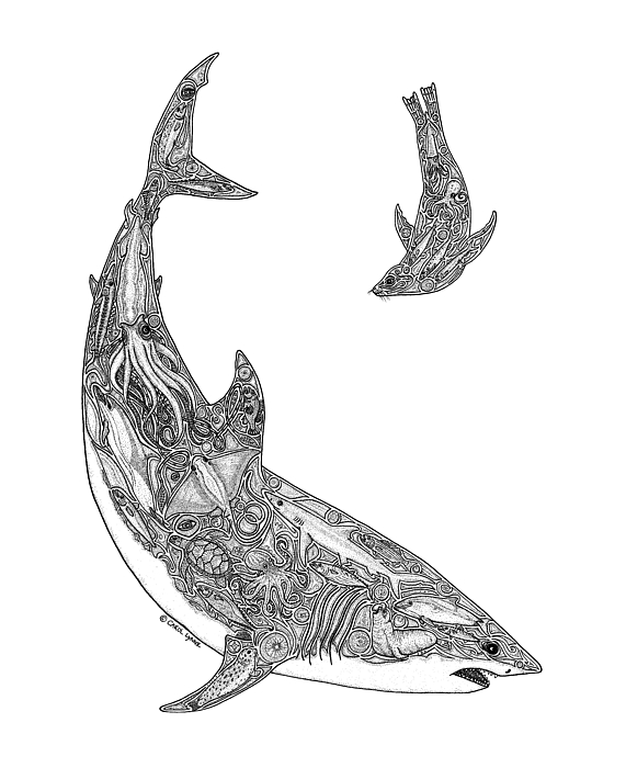 571x700 Tribal Great White And Sea Lion Drawing - Great White Drawing
