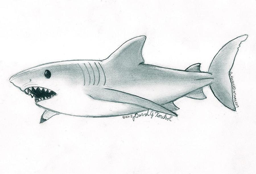900x610 Great White Shark Drawing - Great White Drawing