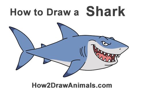 500x315 how to draw a cartoon great white shark - Great White Shark Cartoon Drawing