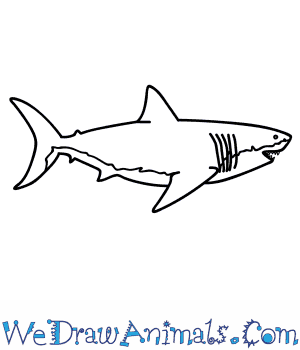300x350 how to draw a megalodon shark - Great White Shark Cartoon Drawing