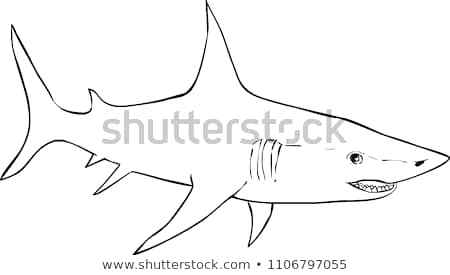 450x275 great white shark outline - Great White Shark Cartoon Drawing