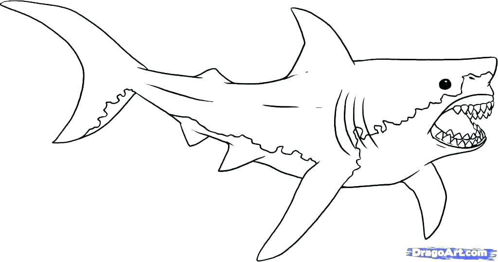 1024x539 beautiful great white shark coloring pages natural great - Great White Shark Cartoon Drawing