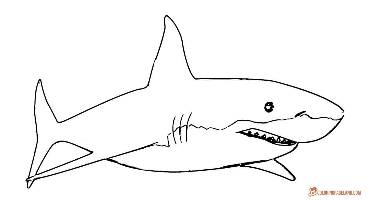 1280x695 great white shark coloring preschool in funny top colouring pages - Great White Shark Drawing