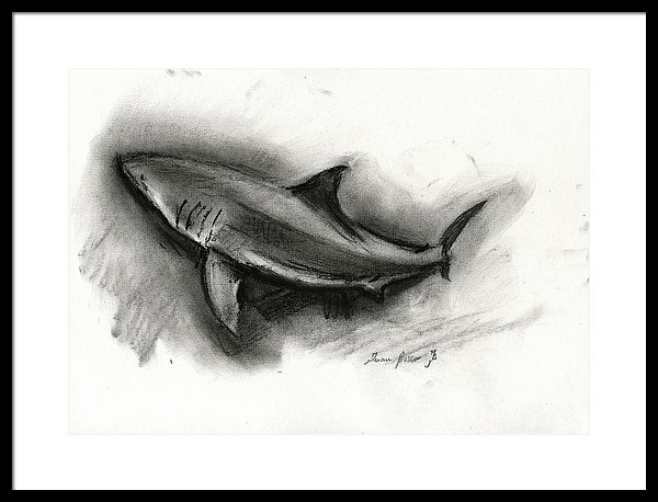 600x458 Great White Shark Drawing Framed Print - Great White Shark Drawing