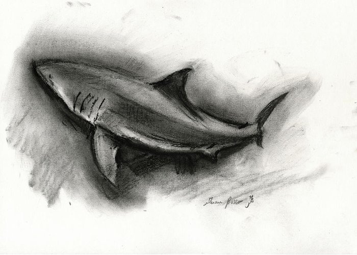 700x500 Great White Shark Drawing Greeting Card For Sale - Great White Shark Drawing