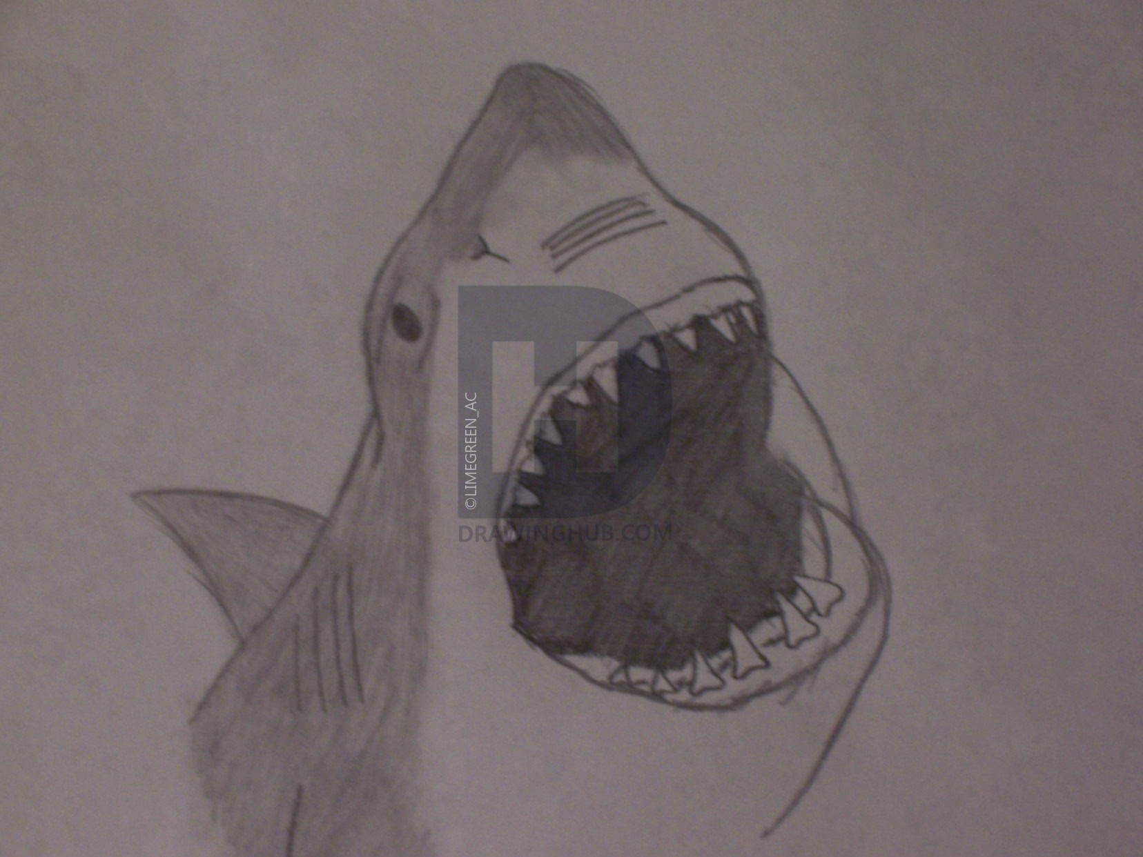 1656x1242 Great White Shark Drawing - Great White Shark Drawing