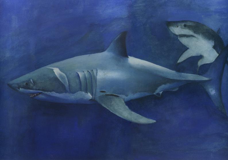 794x558 Great White Shark Painting And Drawing Etsy - Great White Shark Drawing