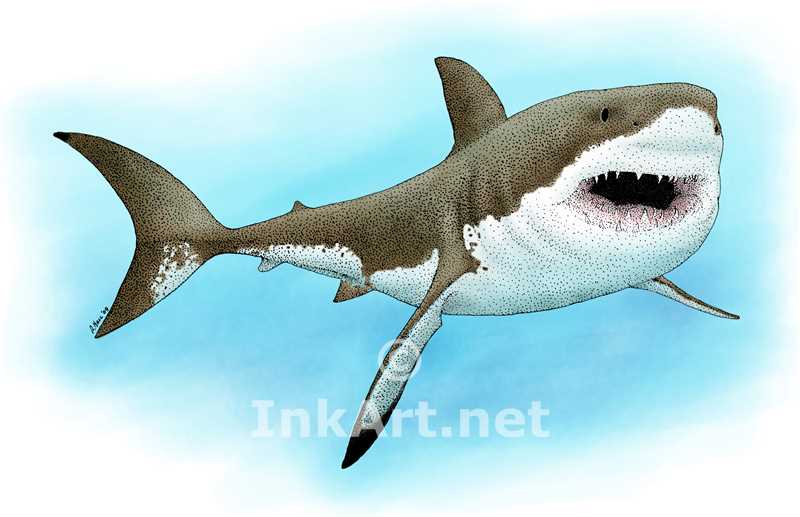 800x517 Great White Shark Stock Art Illustration - Great White Shark Drawing