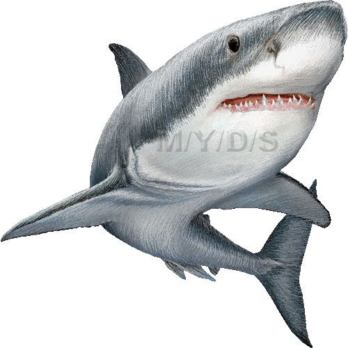 500x500 great white sharks clipart picture large ink shark, shark - Great White Shark Drawing