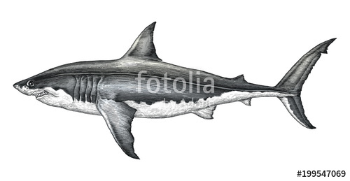 500x259 Great White Shark Hand Drawing Vintage Engraving Illustration - Great White Shark Drawing
