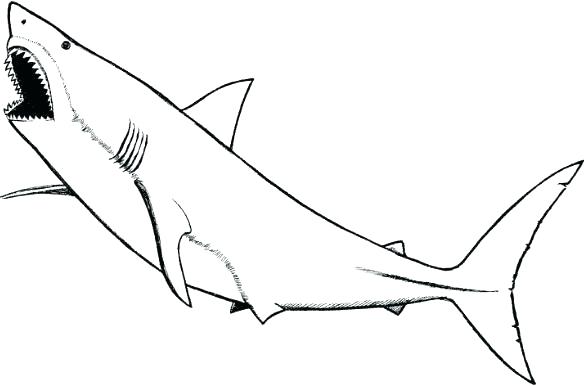 584x386 Image Shark Drawing Template Great White - Great White Shark Drawing
