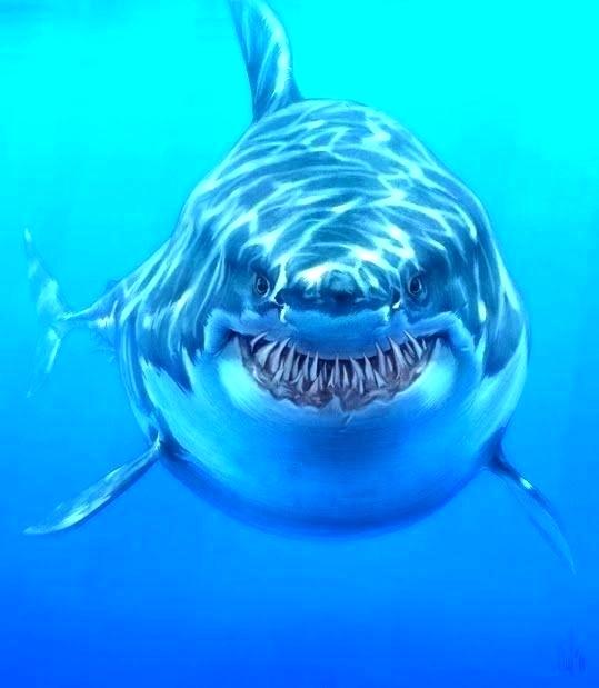 539x619 How To Draw A Great White Shark Easy Medcomfortnearme Club - Great White Shark Drawing