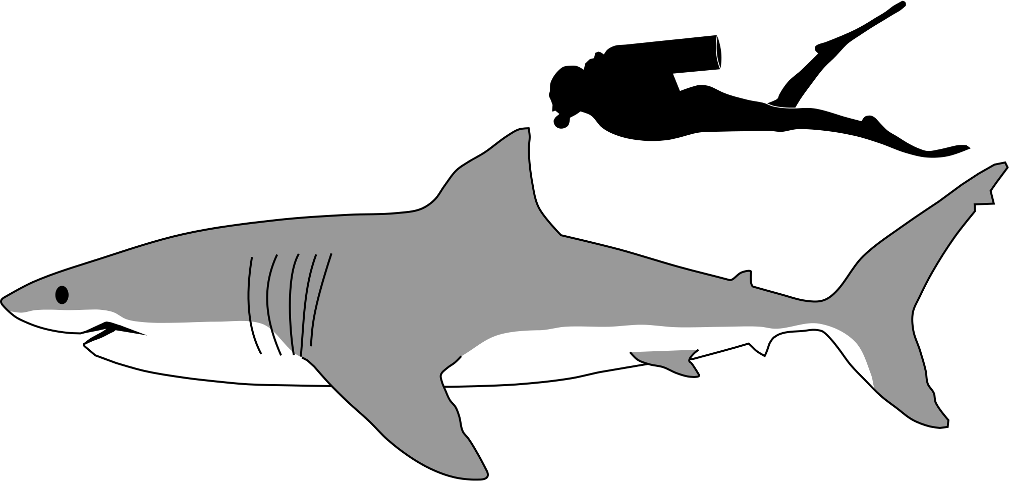 2000x953 Shark Drawing Side For Free Download - Great White Shark Drawing