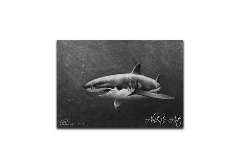 794x555 charcoal drawing great white shark with fish print from etsy - Great White Shark Drawing