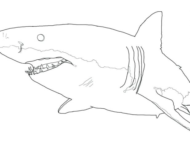 618x464 Great White Shark Outline Cool Design Pin Hammerhead Drawing - Great White Shark Outline Drawing