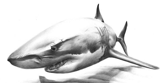 570x289 large drawing of a great white shark tiger shark outline nlli - Great White Shark Outline Drawing