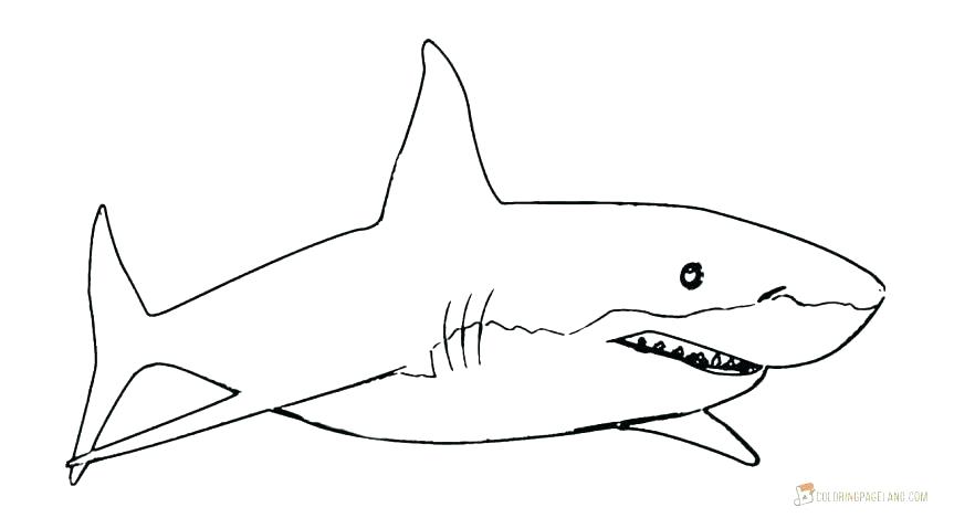 Download Great White Shark Outline Drawing at PaintingValley.com | Explore collection of Great White ...