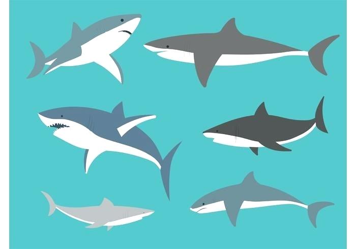 700x490 Great White Shark Outline - Great White Shark Outline Drawing