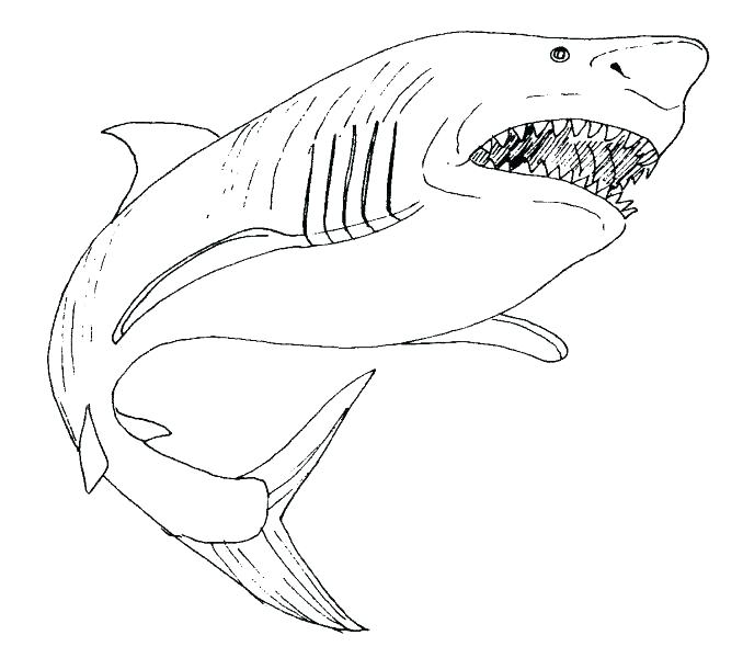 678x600 Coloring Great White Shark Pages - Great White Shark Outline Drawing