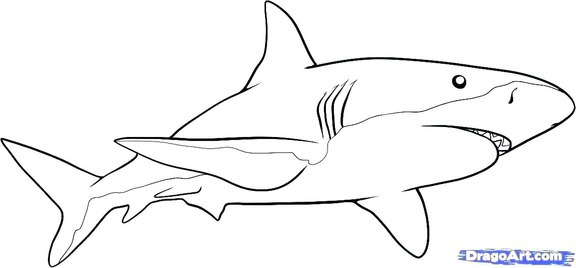 Download Great White Shark Outline Drawing at PaintingValley.com | Explore collection of Great White ...