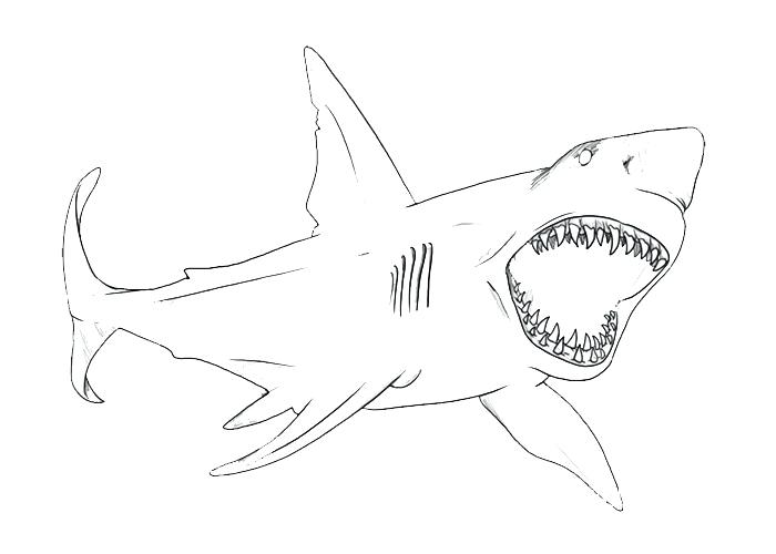 Great White Shark Outline Drawing at Explore