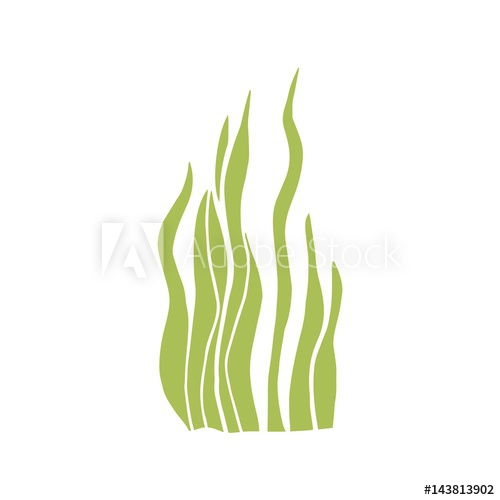 500x500 algae drawing vector - Green Algae Drawing