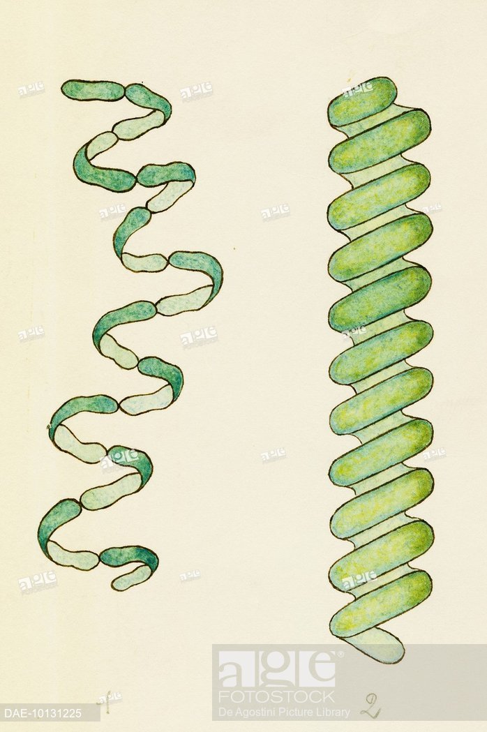 698x1049 Arthrospira Okensis And Spirulina Flavovirens, Cyanobacteria - Green Algae Drawing