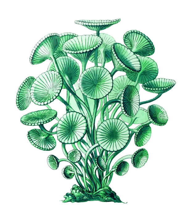 623x720 collection of free algae drawing common download on ui ex - Green Algae Drawing