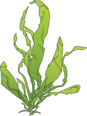 303x400 collection of free algae drawing download on ui ex - Green Algae Drawing