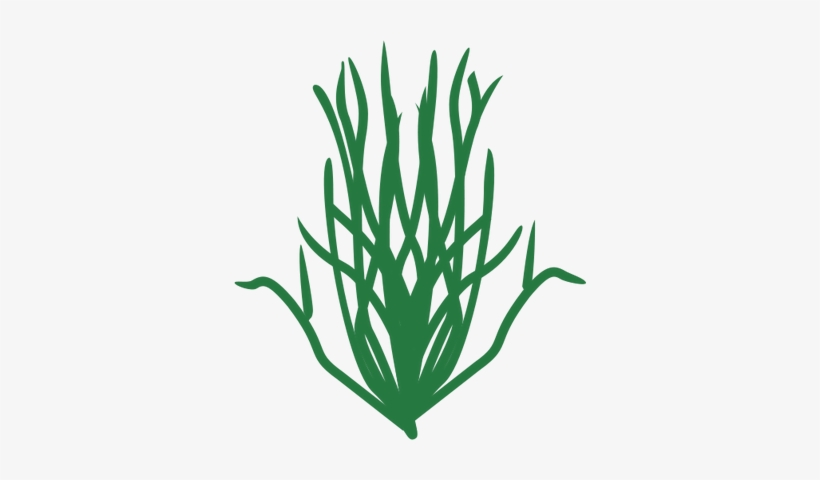 820x480 drawn seaweed green algae - Green Algae Drawing