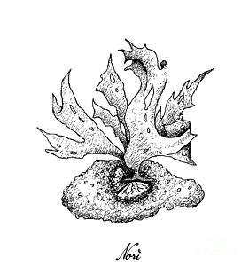 281x300 green algae drawings fine art america - Green Algae Drawing