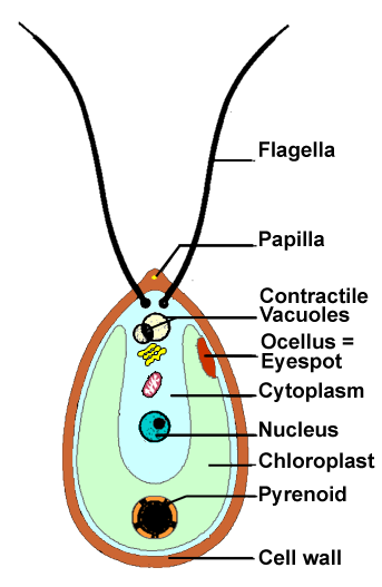 343x527 groenwieren green algae chlorophytae - Green Algae Drawing