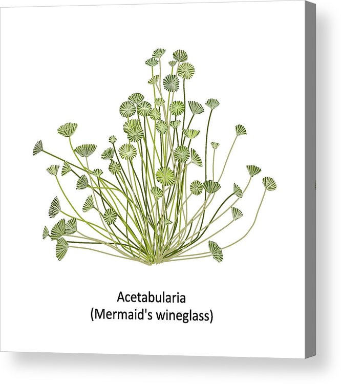 666x750 Hand Drawn Vector Illustration Of Colorful Sea Weed Acetabularia - Green Algae Drawing