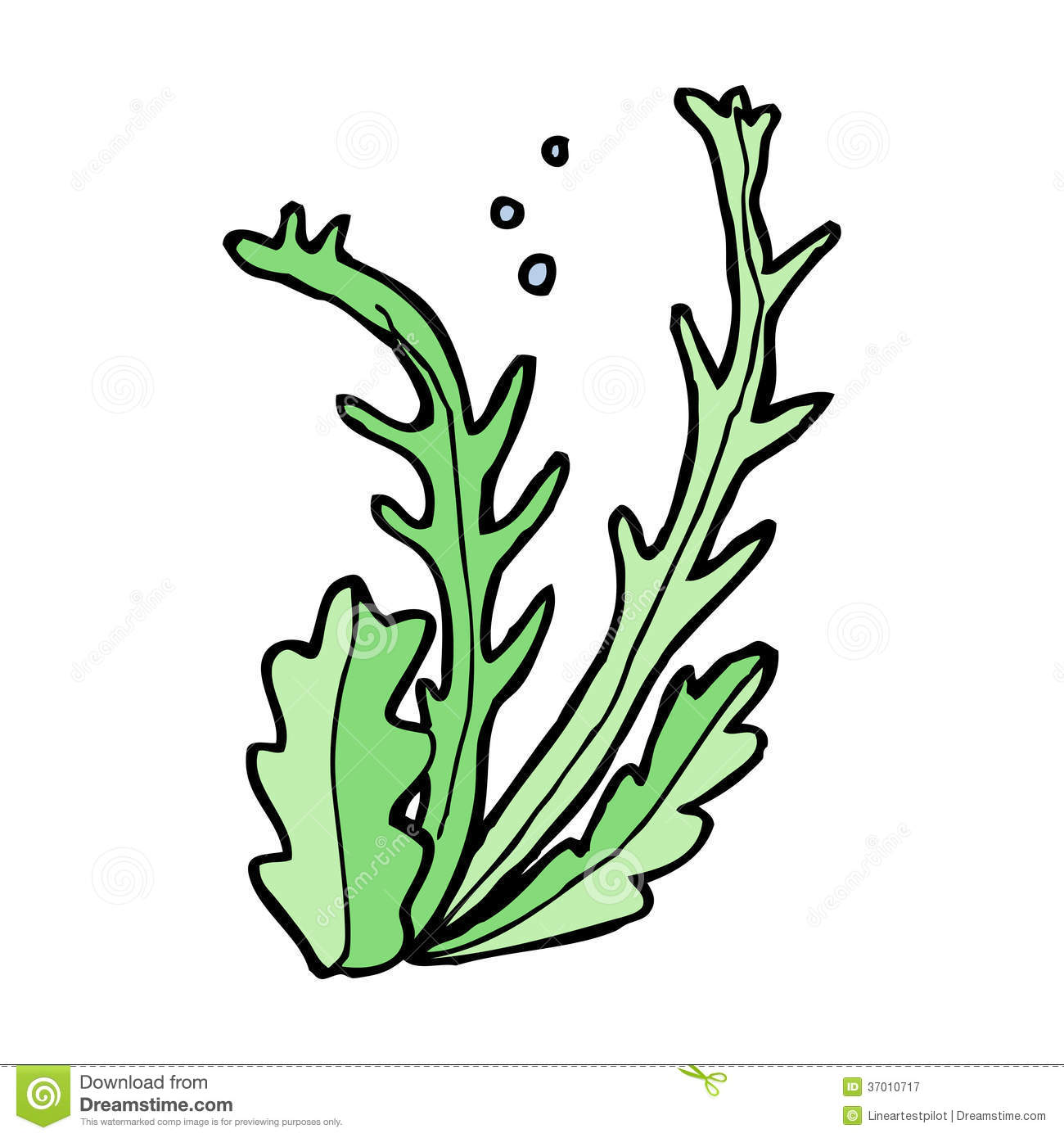 1300x1390 algae drawing for free download - Green Algae Drawing