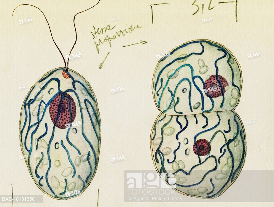 924x699 two stages of the life cycle, polytoma uvella, green algae - Green Algae Drawing