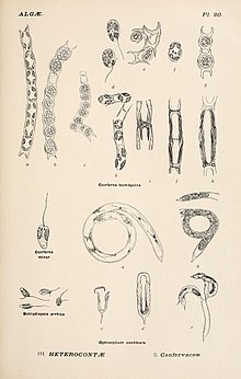 220x346 yellow green algae - Green Algae Drawing
