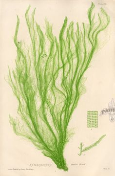 236x360 Seaweed Drawing - Green Algae Drawing