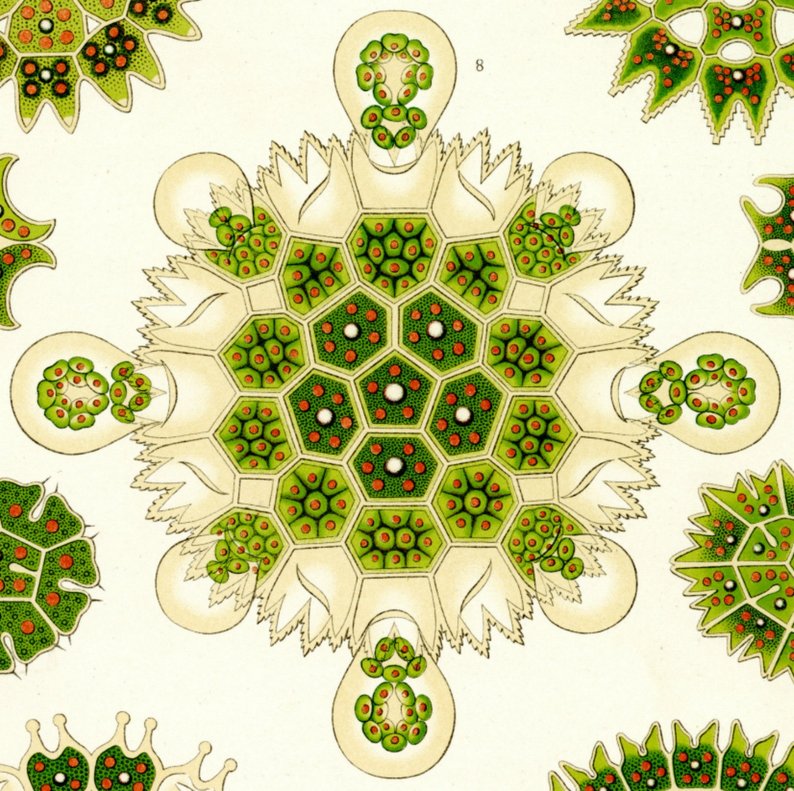 794x791 algae drawing green algae green drawing haeckel drawing etsy - Green Algae Drawing