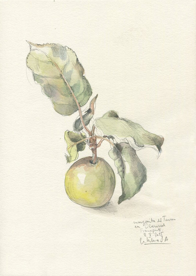 794x1116 apple drawing original pencil watercolour drawing apple etsy - Green Apple Drawing