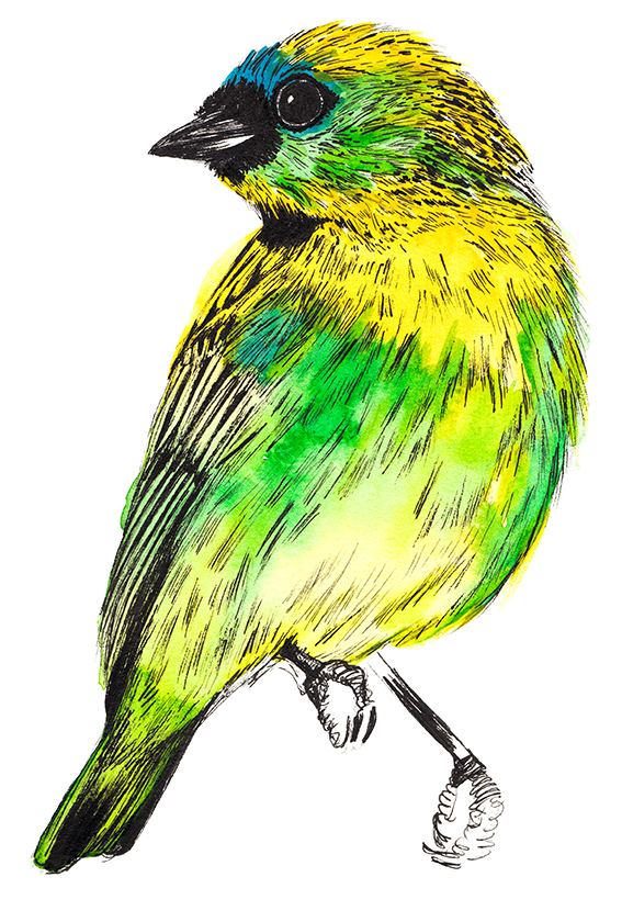 567x840 drawing of the week the green headed tanager ella's place - Green Bird Drawing
