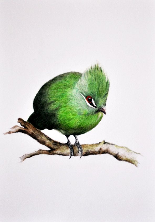 590x842 Green Bird Original Colored Pencil Drawing X - Green Bird Drawing