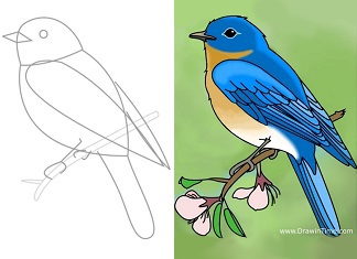324x235 How To Draw A Bird Drawintime - Green Bird Drawing