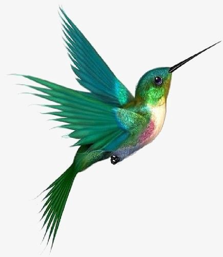 435x500 hummingbird,hand painted,cartoon,green,birds,natural,hand,painted - Green Bird Drawing