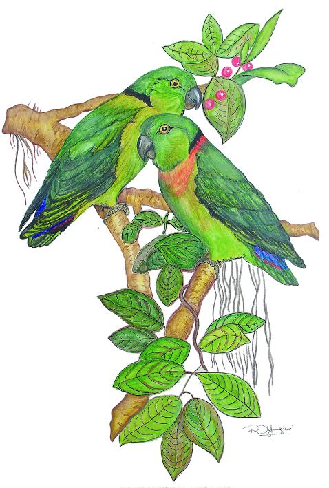 478x709 black collared african love bird society - Green Bird Drawing